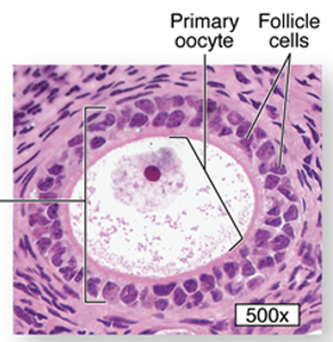 <p>ID the cell:</p>