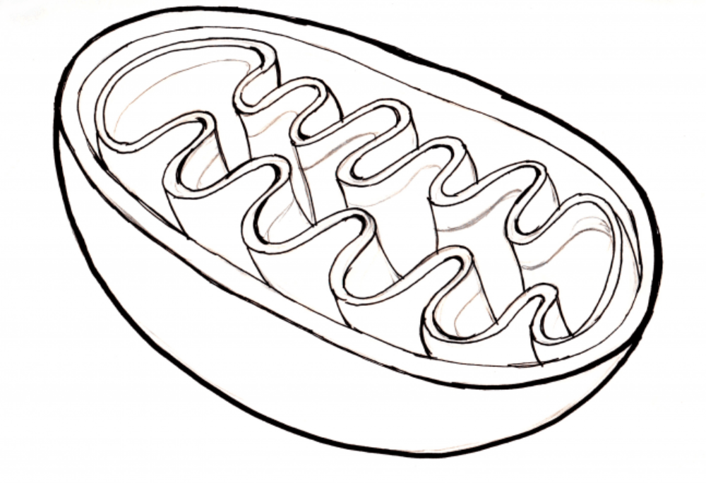 <p>This drawing depicts the cellular organelle:</p>