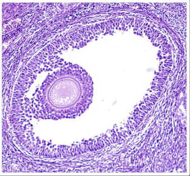 <p>What structure is shown (structure in middle)?</p>