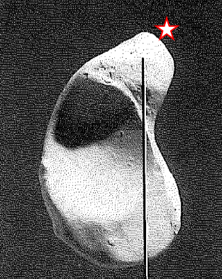 largest carpals, most lateral and proximal, spoon shaped, tubercle