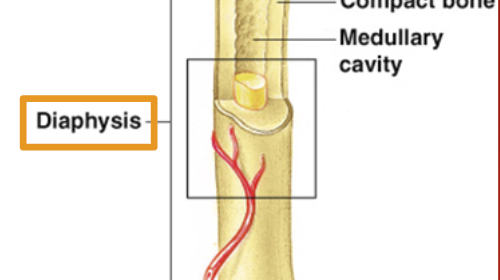 <p><span style="font-family: &quot;Trebuchet MS&quot;, sans-serif">Shaft of bone: Compact bone</span></p>