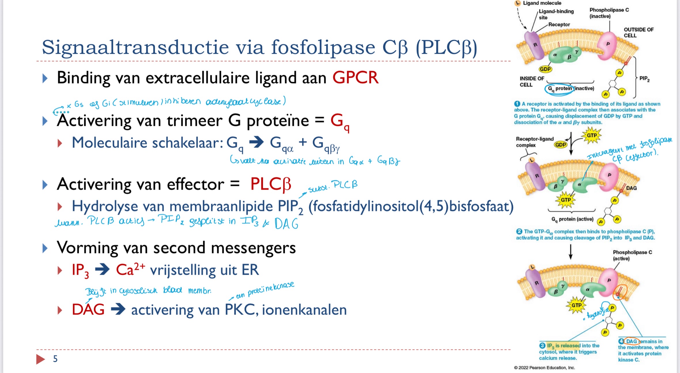 <ul><li><p>Extracellulaire ligand bindt aan GPCR</p></li><li><p>Activering van trimeer G proteïne (Gq)</p><ul><li><p>moleculaire schakelaar Gq → Gq(alfa) + Gq(bètagamma)</p></li></ul></li><li><p>Activering van effector PLCbèta (door Gq(alfa))</p><ul><li><p>hydrolyse PIP2 tot IP3 en DAG</p></li></ul></li><li><p>vorming second messengers</p><ul><li><p>IP3 → Ca2+ vrijstelling uit ER</p></li><li><p>DAG blijft in cytosolische blad membraan en activeert PKC, ionenkanalen</p></li></ul></li></ul><p></p>