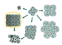 <p>Hyperplasia</p>