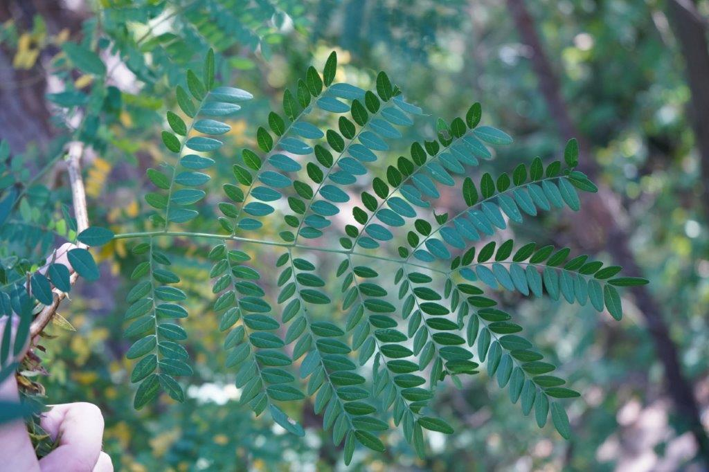 <p><em>Gleditsia triacanthos</em></p>