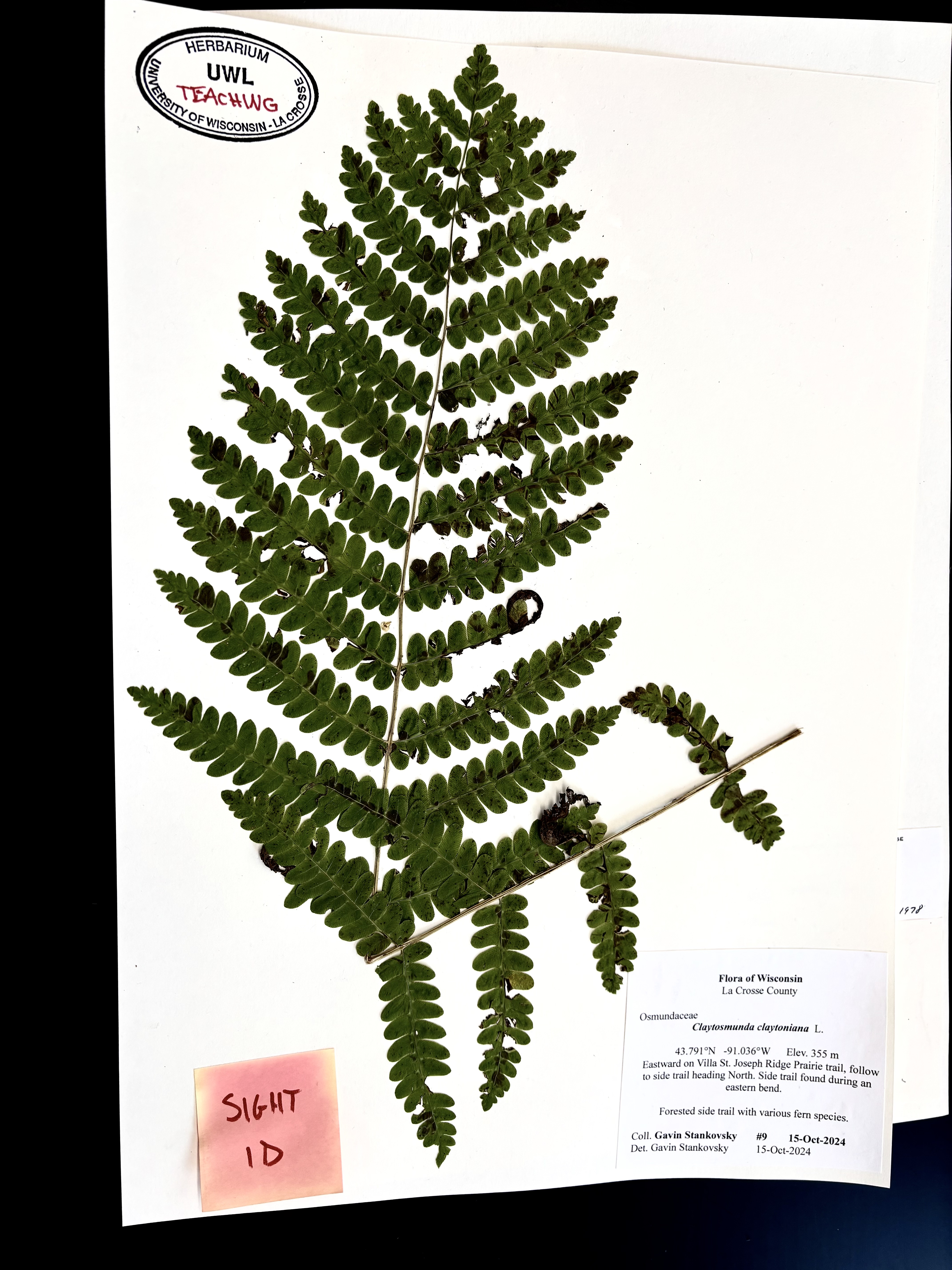 <p>Interrupted Fern</p>