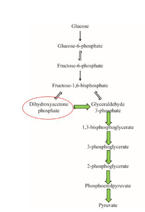 <p><strong>IClicker: </strong>What is the NET energy gain when 1 mol of dihydroxyacetone phosphate is converted into 1 mol of pyruvate?</p><p>(A) 2 mols of NADH + 2 mols of ATP</p><p>(B) 2 mols of NADH + 4 mols of ATP</p><p>(C) 1 mol of NADH + 1 mol of ATP</p><p>(D) 1 mol of NADH + 2 mols of ATP</p><p>(E) 1 mol of NADH + 4 mols of ATP</p>