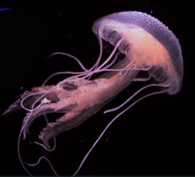 <p>Sea Jellies (jellyfish)</p>