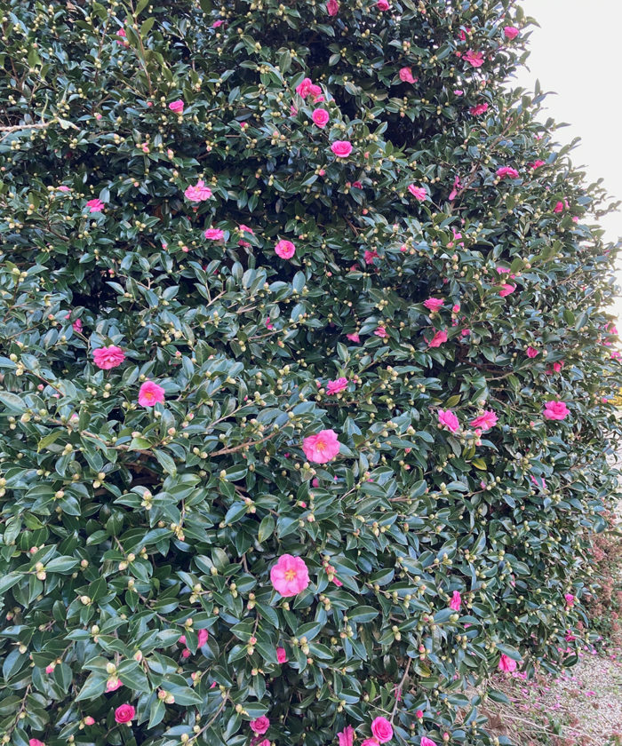 <p><em>Camellia japonica</em>, Japanese Camellia, Theaceae</p>