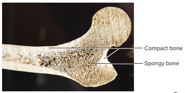 made of crossbars (trabeculae) with spaces filled of bone marrow