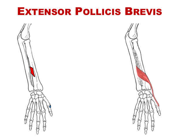 <p>Actions of Extensor Pollicis Brevis</p>