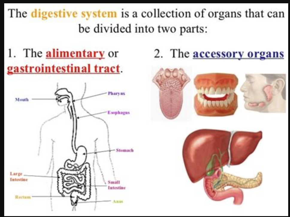 <p><span><strong>alimentary canal: </strong>continuous hollow coiled tube (GI tract), about 30ft. Long (cadaver)</span></p><p><span><strong>accessory digestive</strong> <strong>organs:</strong> mouth, pharynx, esophagus, stomach, large/small intestine, anus</span></p>