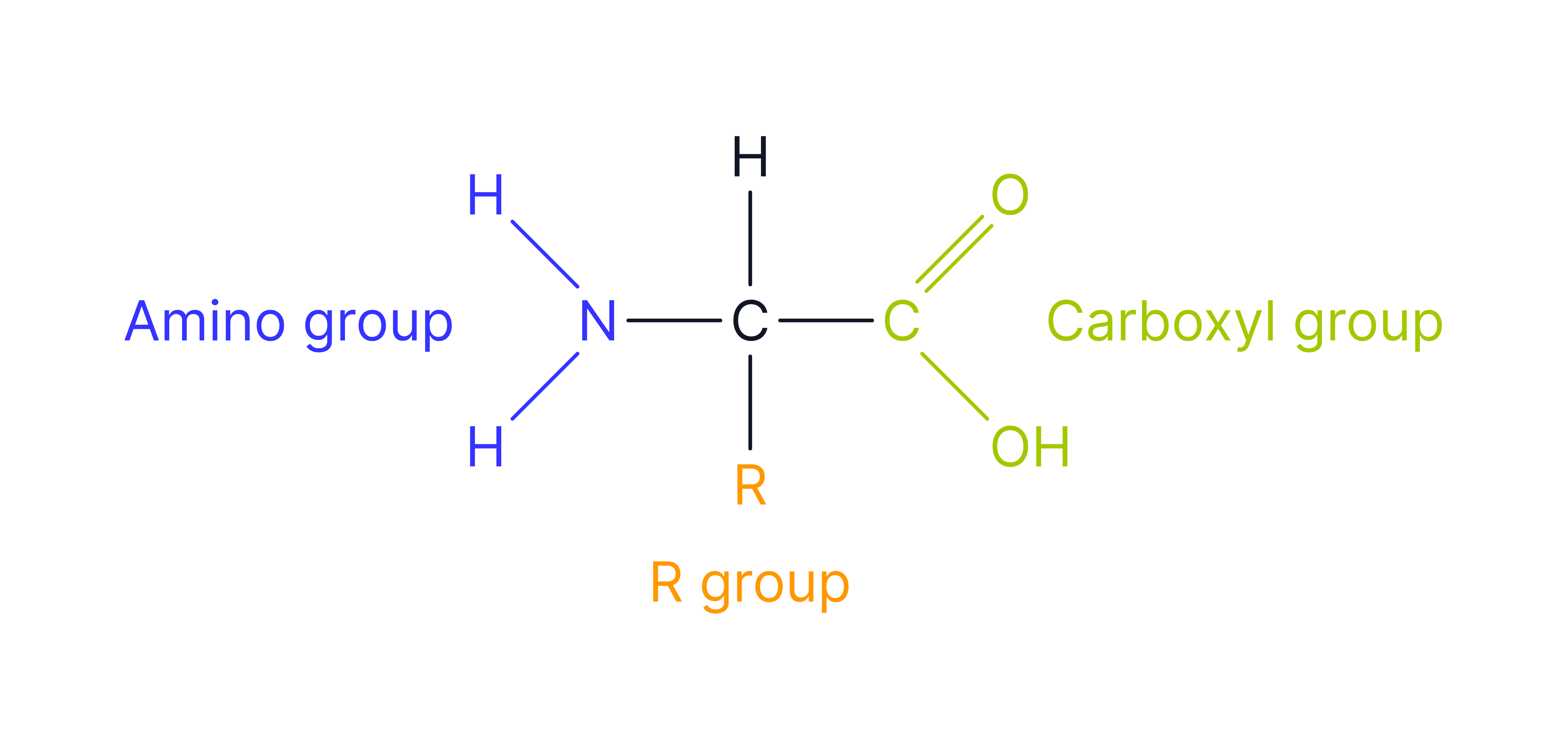 <p>The monomer unit of proteins. The central carbon (C) atom bonded to an <strong>amine group </strong>(-NH₂)<strong>, carboxyl group </strong>(-COOH)<strong>, hydrogen atom </strong>(H)<strong> </strong>and a variable<strong> R group </strong>(different in each amino acid)​.</p>
