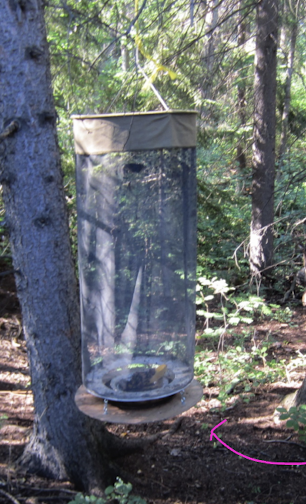 <p>holds fruit or carrion in the bottom and bigs get stuck inside</p>