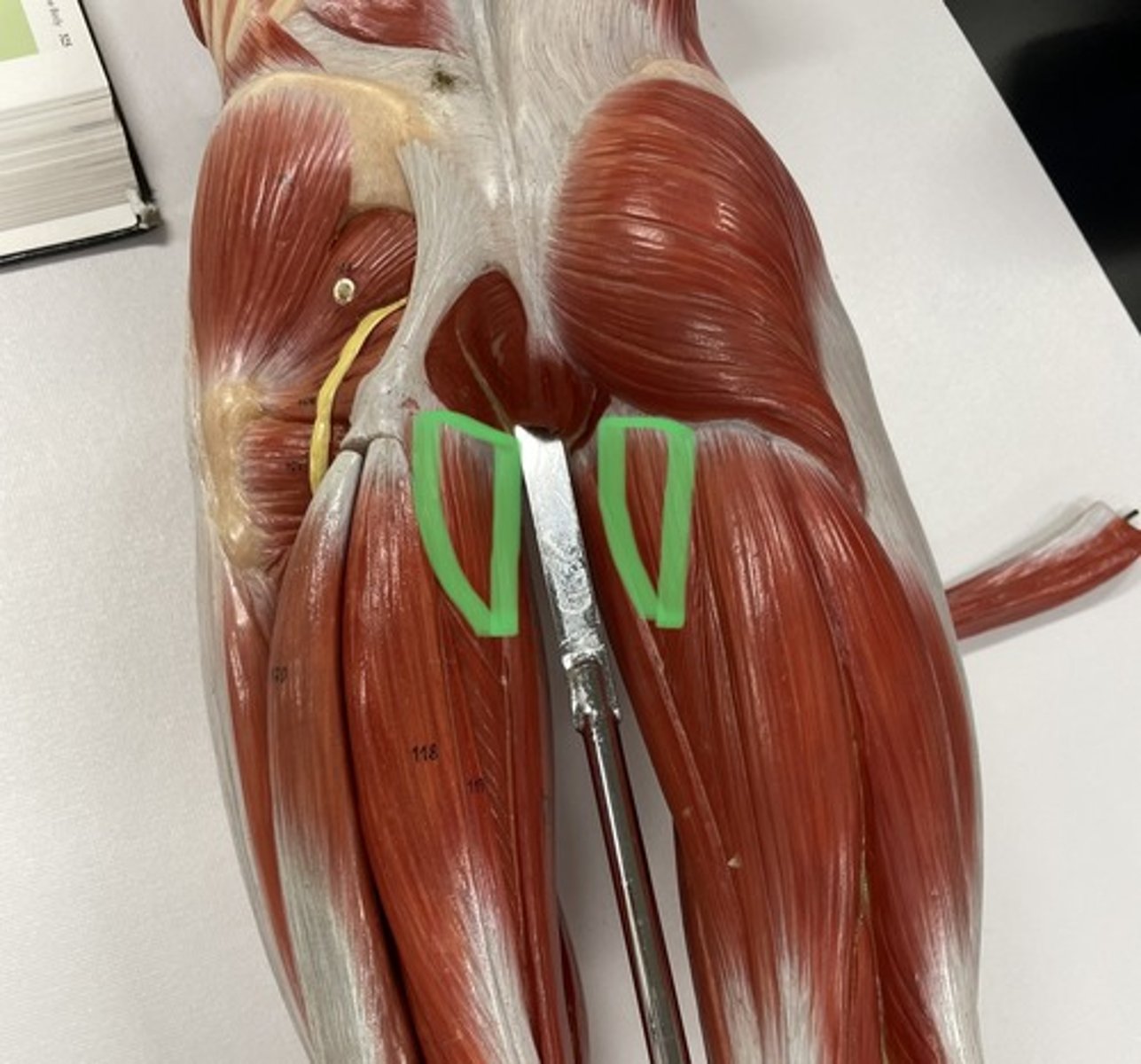 <p>O: pubis; ischial tuberosity of ischium</p><p>I: femur</p><p>A:adduct hip</p>