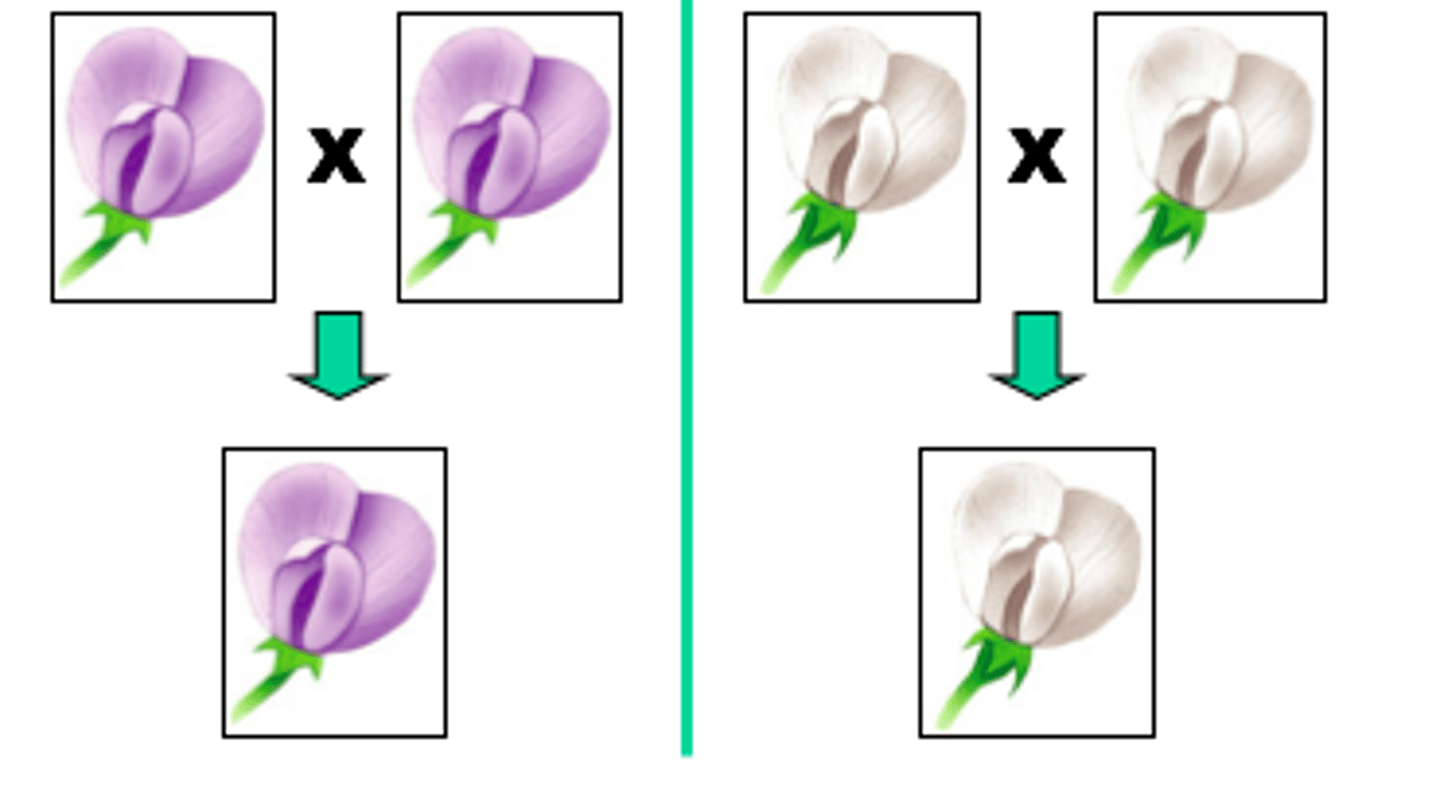 <p>produce identical offspring when self-pollinated</p>