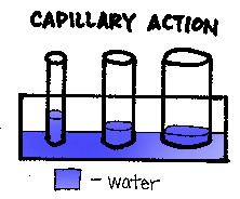 <p>Capillary action is the ability of water, or other liquids, to travel against gravity in a thin vessel and accounts for the ability of water to rise up the roots, trunks, and branches of trees.</p>