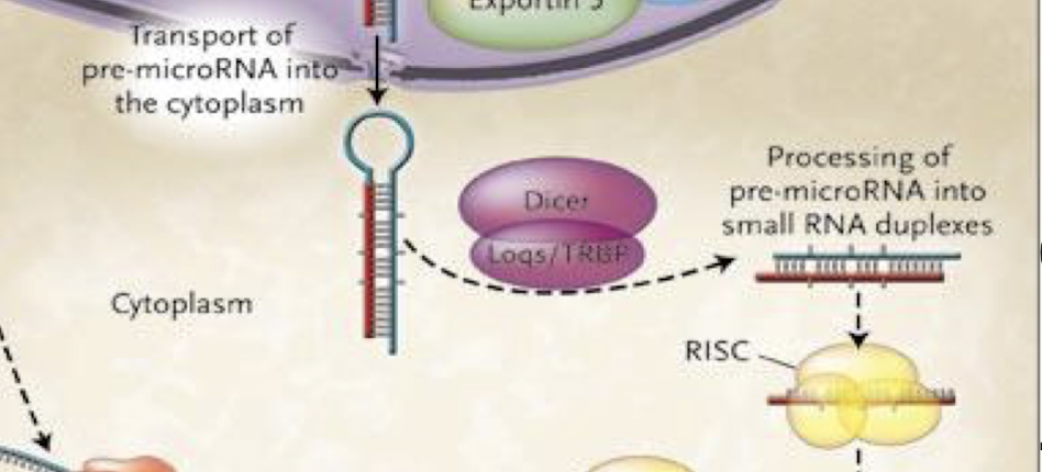 <p><em>In the cytoplasm,</em><strong> Dicer (RNAse III endonuclease enzyme) processes pre-miRNA into a ~22-nt RNA duplex with 3′ 2-nt overhangs, cleaves the stem loop</strong></p><p><strong>One strand (the guide strand) <u>is incorporated into RISC,</u> while the other (the passenger strand) <u>is degraded.</u></strong></p>