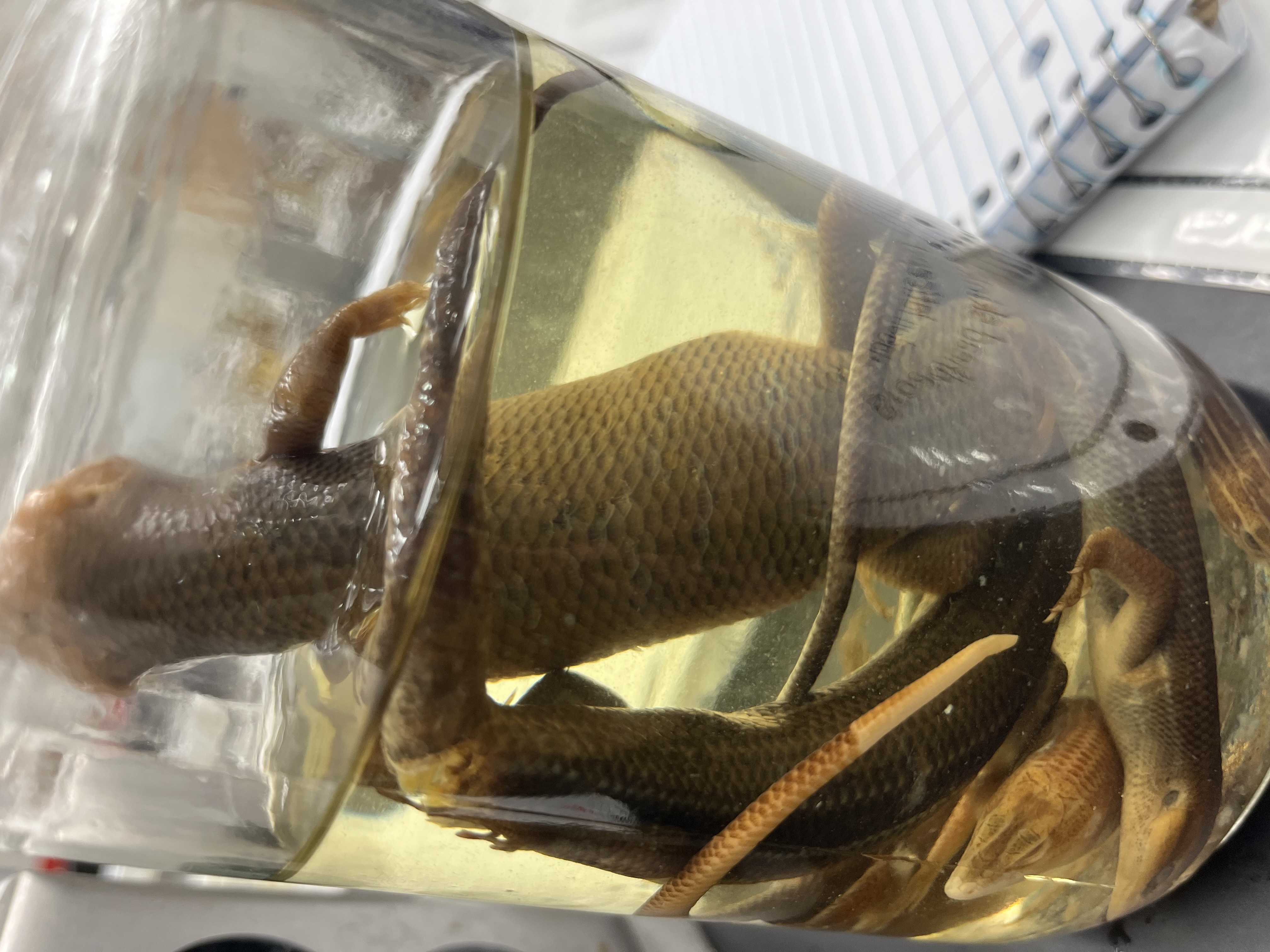 <ul><li><p>large</p></li><li><p>no pattern</p></li><li><p>light head</p></li><li><p>grey</p></li><li><p>white belly</p></li></ul><p></p>