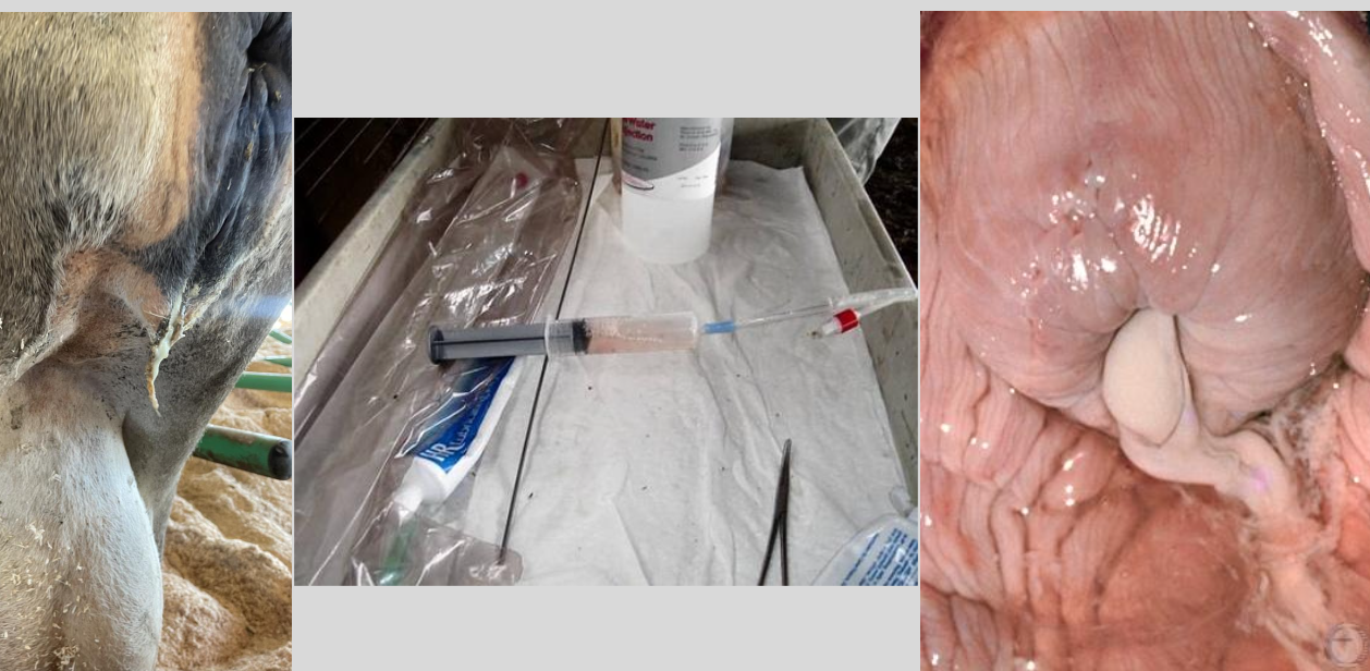 <p>purulent or mucopurulent vaginal discharge (>50% pus in discharge)</p><p>15-30% incidence in dairy cattle</p>