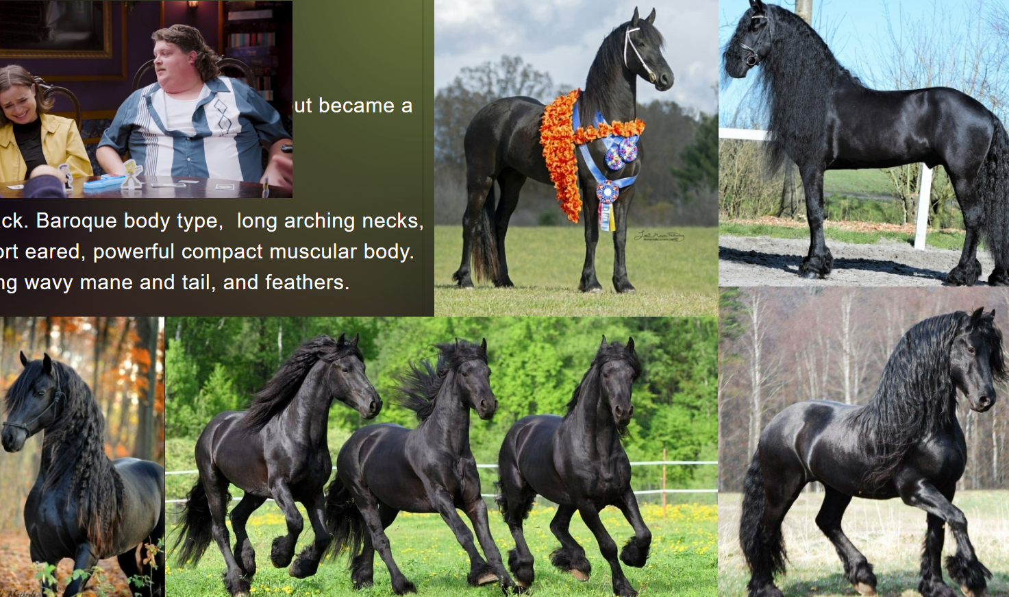<p>Black. Baroque body type, long arching necks,</p><p>short eared, powerful compact muscular body.</p><p>Long wavy mane and tail, and feathers.</p>