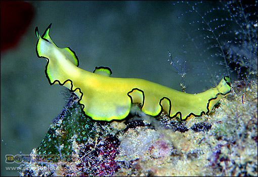 <p><strong>Platyhelminthes (Flatworms)</strong></p>