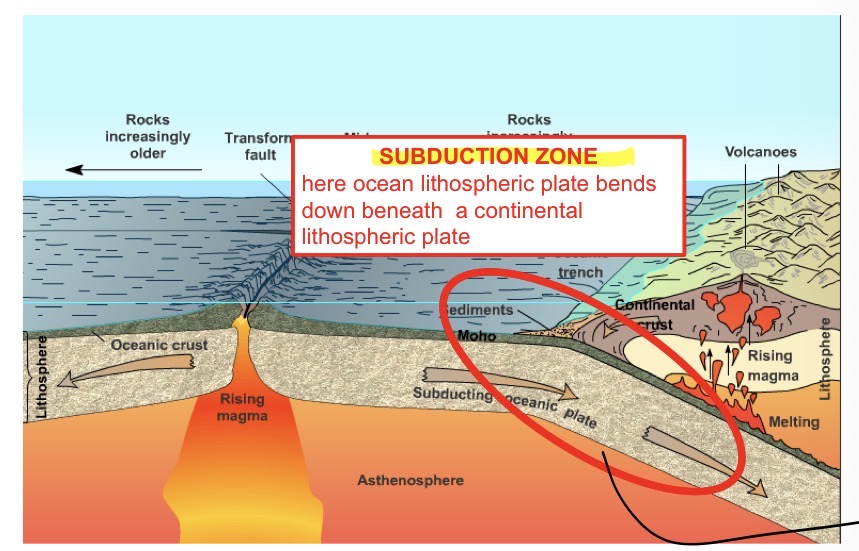 <p>Ocean litospheric plate blends down beneath a continental lithospheric plate. </p>