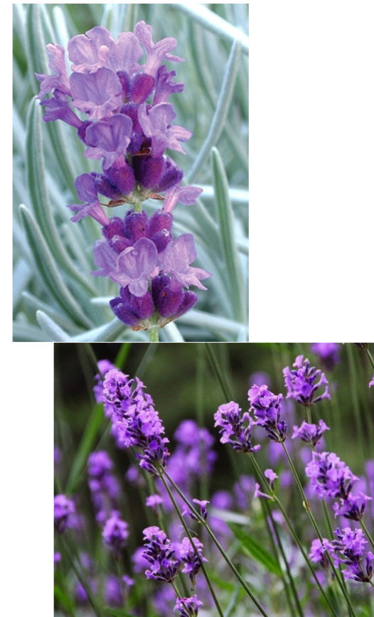 <p>English Lavender</p><p>Full Sun</p><p>Pollinator and rock garden</p>