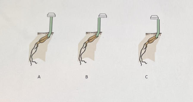<p>Look at the following picture. The block placed on top of each seedling is an agar block containing the plant hormone auxin. Over time, what is the seedling pictured above letter "C" most likely to do?</p><ul><li><p>Grow towards the right side of the picture due to auxin causing cell elongation on the right side of that plant.</p></li><li><p class="p1">Grow towards the left side of the picture due to auxin causing cell elongation on the left side of </p></li><li><p class="p1">Grow towards the right side of the picture due to auxin causing cell elongation on the left side of that plant.</p></li><li><p class="p1">Grow towards the left side of the picture due to auxin causing cell elongation on the right side of that plant.</p></li></ul><p></p>
