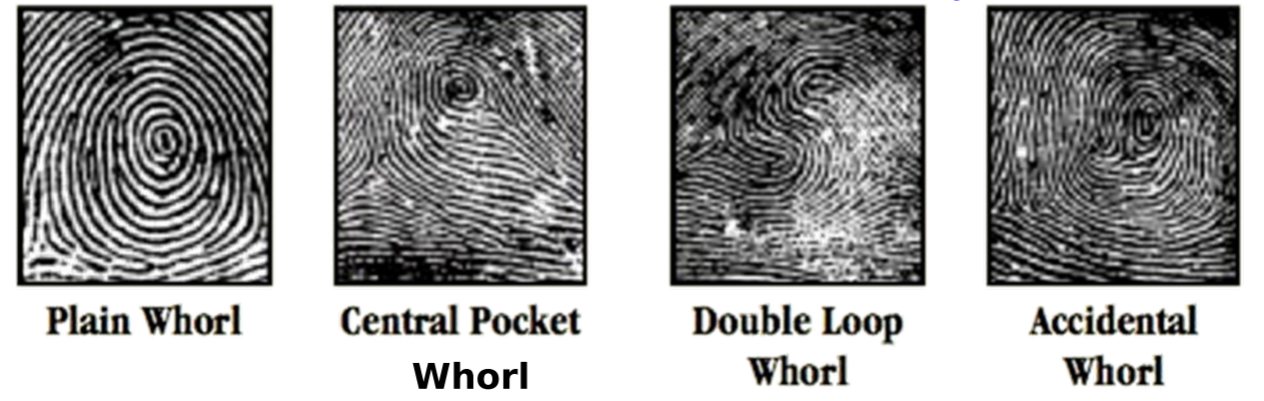 <p>Whorl Patterns</p>