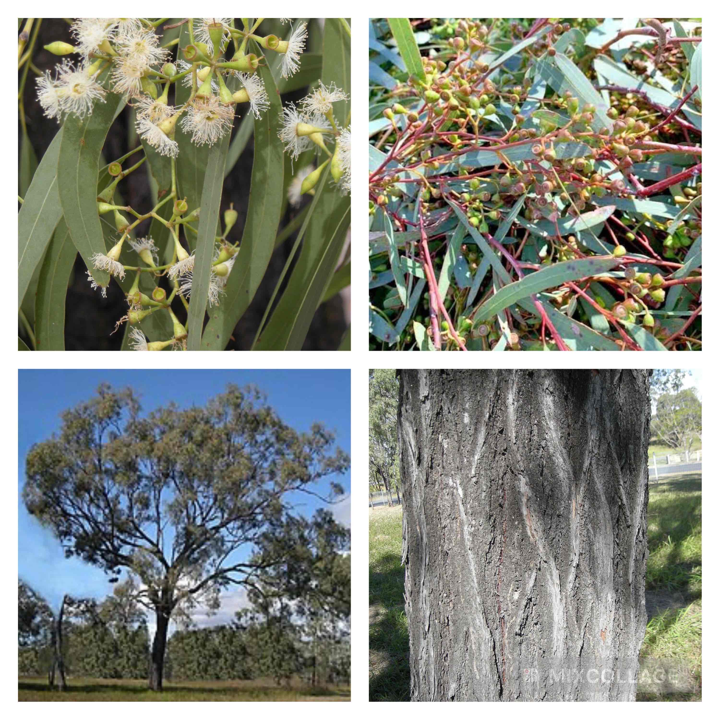 <p>Narrow leaved ironbark</p>