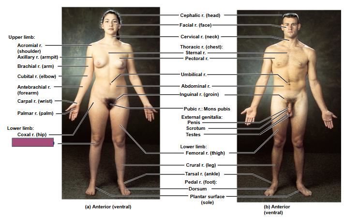 <p>Based on this anterior view, what is this region?</p>