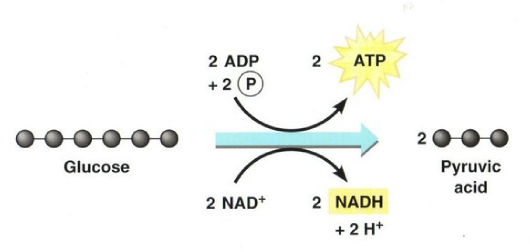 <p>What is the chemical equation for glycolysis? What are the energy-storing molecules that are produced? </p>