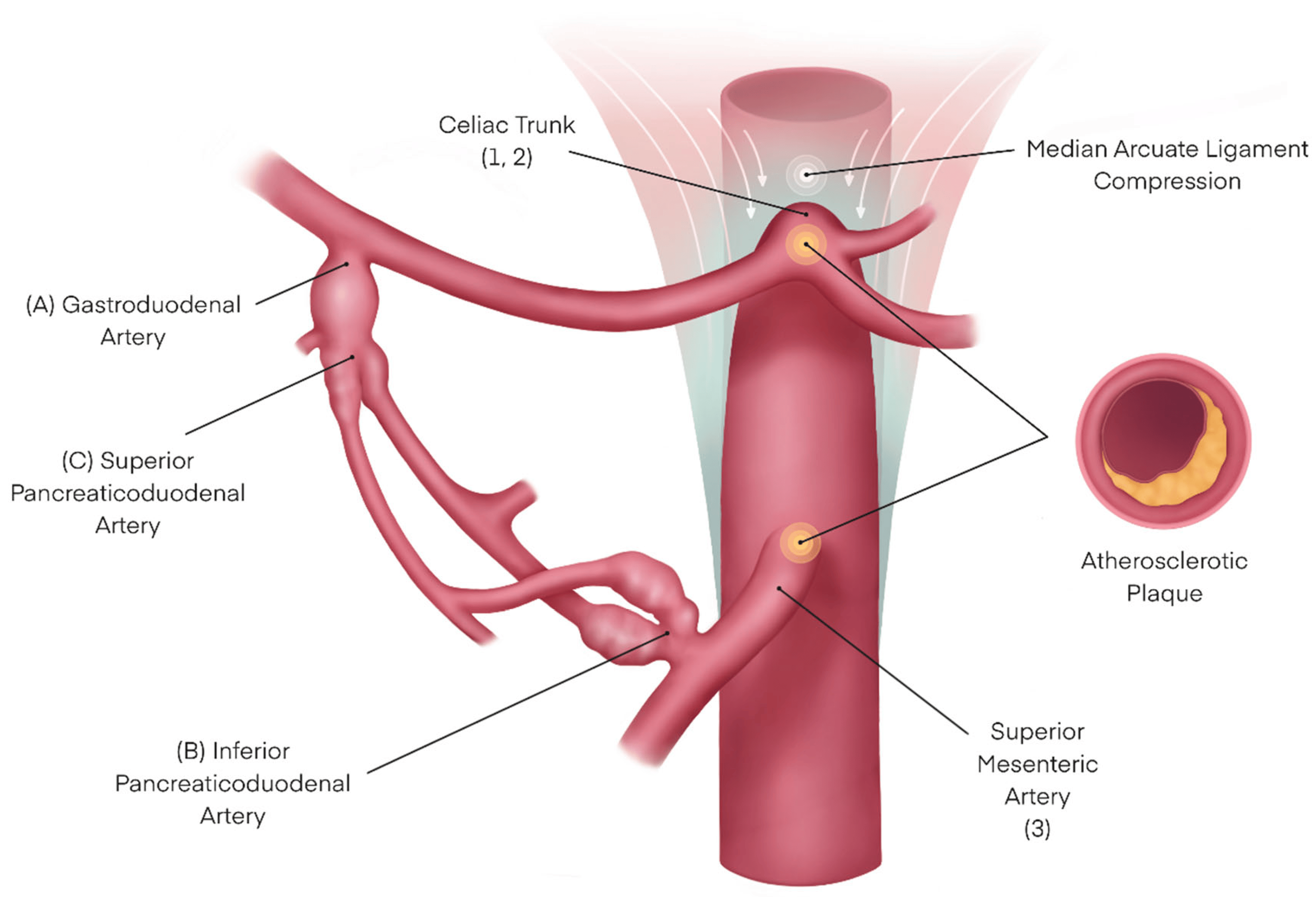 <p>supply head of pancreas and proximal loop of duodenum</p>