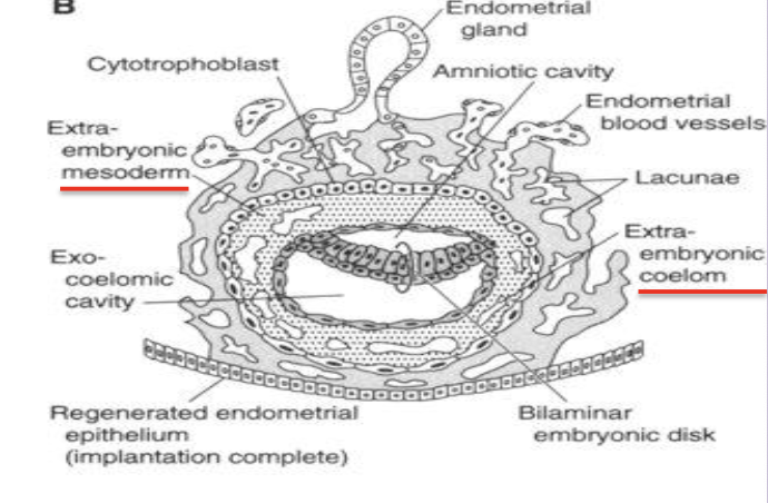 <p>Extraembryonic mesoderm</p>