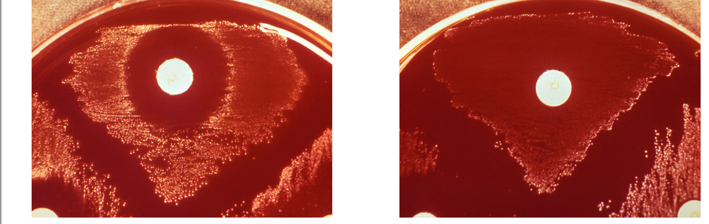 <p><span><span>After incubation with an optochin disc, you observe the plate results. Your plate is shown at the left with a control plate on the right. What can you conclude?</span></span></p>
