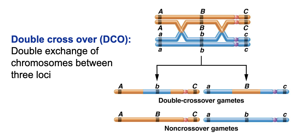 <p>double exchange of chromosomes between three loci</p>