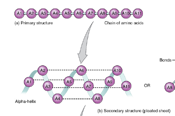 <p>sequence of amino acids; peptide bond. Make up secondary structure. </p>