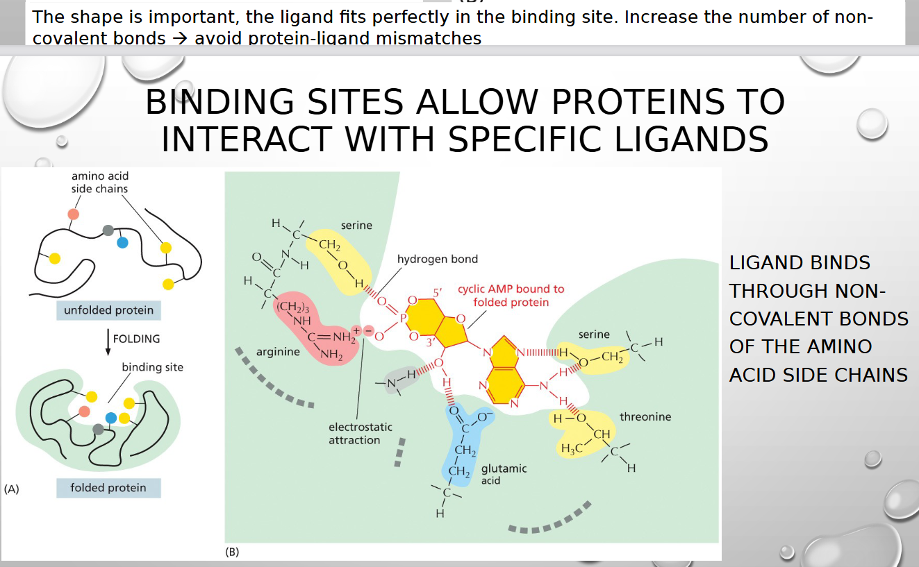 <p>through non covalent bonds of amino acid side chain</p>