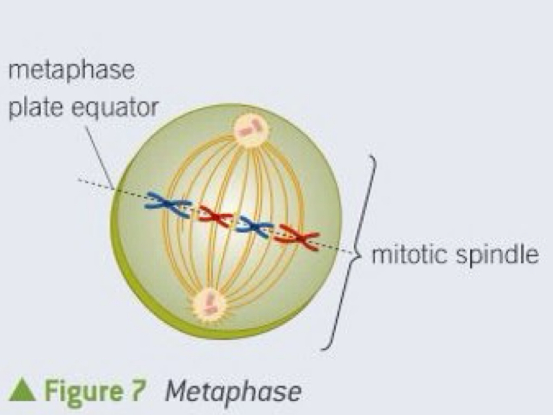 <ul><li><p>Chromosomes are lined up by the spindle fibres to form a plane at the equator (aka the metaphase plate) </p></li><li><p>Spindle fibres attach to chromosomes and hold them in position </p></li></ul><p></p>