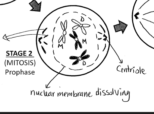 <p>prophase:</p><p>nuclear membrane, where the chromosomes are held starts to dissolve </p><p>centrioles goes to opposite sides of the cell and shoots out spindle fibres </p>