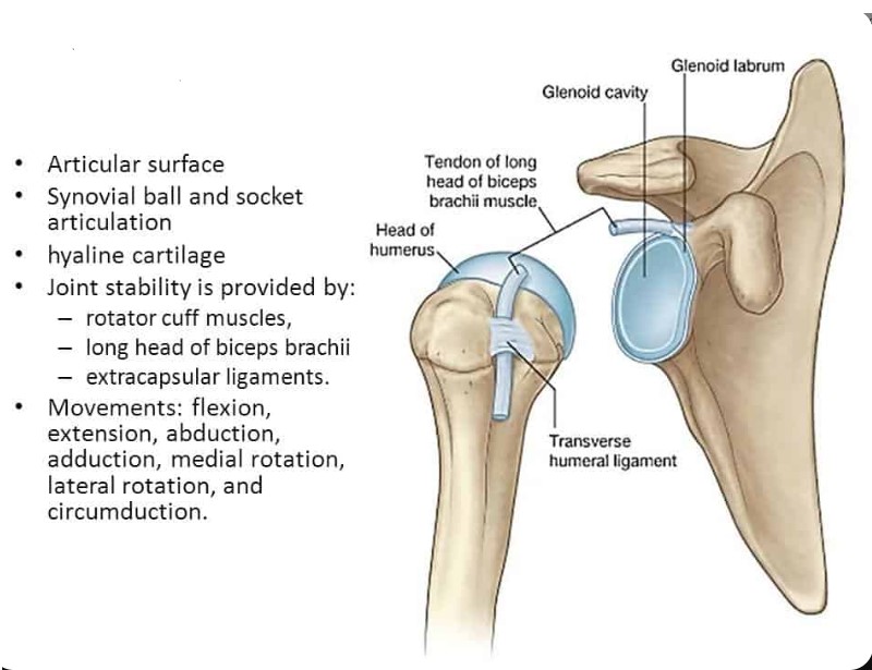 * shoulder, scapulohumeral
* ball and socket joint, located between the glenoid fossa on the scapula and the humeral head