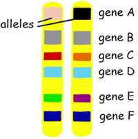 <p>2</p><p>one allele from mom (eg: A), one from dad (eg: a)</p><p>Example: Your gene for eye color (or any gene) has <strong>2 alleles</strong>:</p><ul><li><p><strong>B and B</strong> = both alleles for brown (homozygous dominant)</p></li><li><p><strong>B and b</strong> = one brown, one blue (heterozygous)</p></li><li><p><strong>b and b</strong> = both alleles for blue (homozygous recessive)</p></li></ul><p></p>