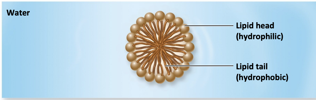 <p>Lipid molecules orient with polar (hydrophilic) head toward water and nonpolar (hydrophobic) tails away from water</p>
