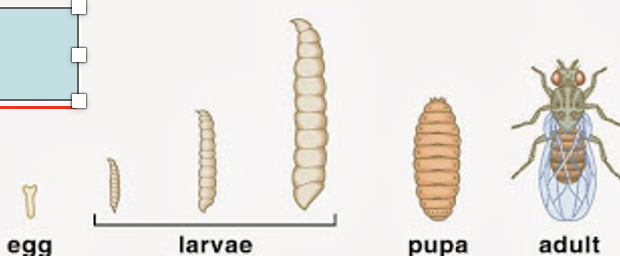 <p>Complete. Highly evolved wood-inhabiting insects (also bees)</p>