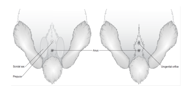 <p>Male rabbit = <strong>no nipples</strong><br>Testes not in scrotal sac (hairless) until 12 weeks<br>Best to sex as late as possible (and check again) —&gt; <strong><em>5-8 weeks </em></strong></p><p><strong><em>Males have hairless scrotal sac at maturity</em></strong></p>