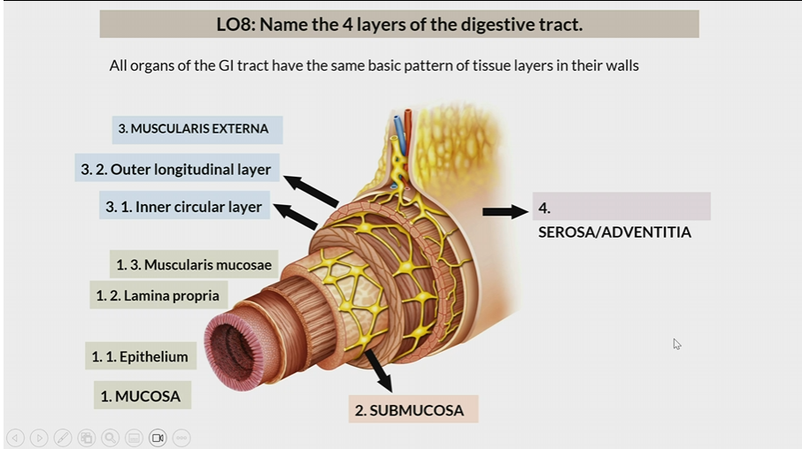 <p>In muscularis externa, the 1st layer</p>