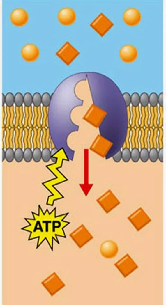 <p>The process of moving substances across the plasma membrane against the concentration gradient, <strong>needs input of ATP for this task</strong> </p>