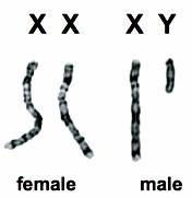 <p>The chromosomes that determine the sex of an organism, typically referred to as X and Y chromosomes in mammals. Not Autosomes.</p>