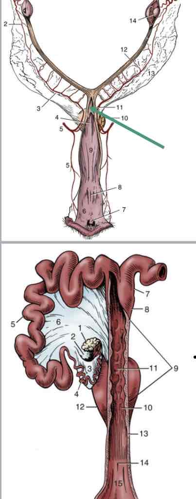 <ul><li><p>Cow/ewe/doe- firm, fibrous, several rings</p><ul><li><p>Fornix formed by vaginal part of cervix bulging out into vagina</p></li></ul></li><li><p>Mare/bitch/queen- simple muscular cervix with vagina part and fornix</p><ul><li><p>No annular rings</p></li></ul></li><li><p>Sow- very long and complicated, mucosal projections that come together to close lumen</p><ul><li><p>No fornix, hard to tell where vagina begins and cervix ends</p></li></ul></li></ul>