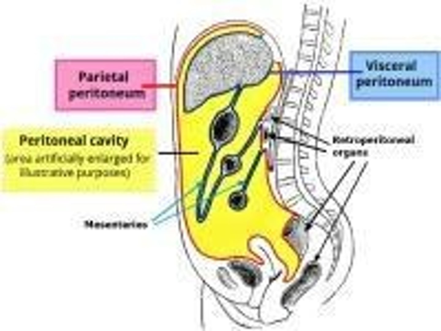 <p>Posterior area of the abdominopelvic cavity, posterior to the peritoneal lining</p><p>- Pararenal space</p><p>- Anterior pararenal space</p><p>- Great vessels region</p><p>- Diaphragmatic crura</p>